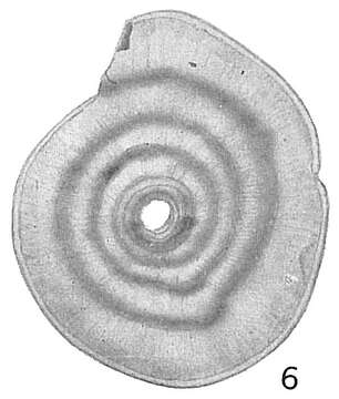 Image of Cornuspira carinata (Costa 1856)