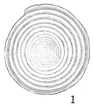 Image of Cornuspira crassisepta Brady 1882