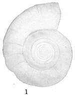 Image of Cornuspira foliacea (Philippi 1844)