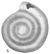 Image de Cornuspira involvens var. substriatula Cushman 1921