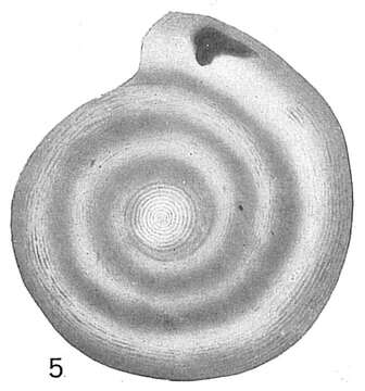 Image of Cornuspira involvens var. substriatula Cushman 1921