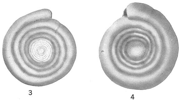 Image of Cornuspira involvens (Reuss 1850)