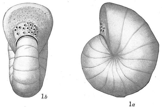 Image of Cyclammina cancellata Brady 1879