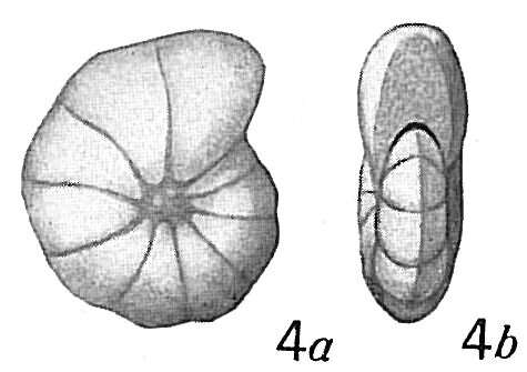 Image de Cyclammina pusilla Brady 1881