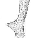 Image of Dendrophrya attenuata Cushman 1917