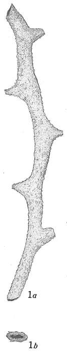 Image of Dendrophrya attenuata Cushman 1917