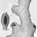 Image of Dendrophrya ramosa Cushman 1912