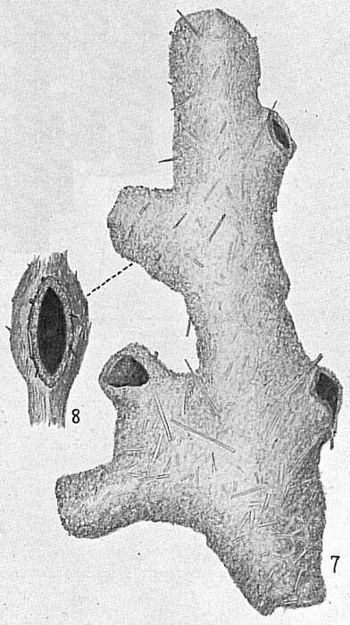 Image of Dendrophrya ramosa Cushman 1912