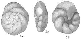 Image of Discorbidae