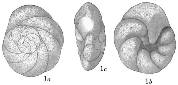 Image de Discorbis Lamarck 1804
