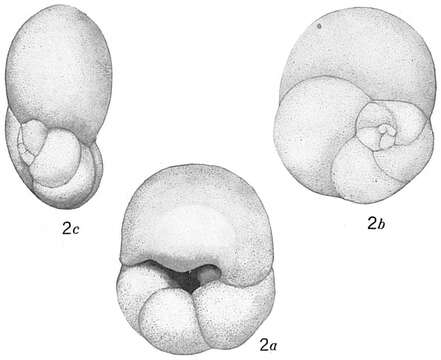 Image of Discorbis subobtusa Cushman 1921