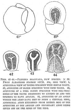 Flintina bradyana Cushman 1921的圖片