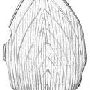 Image of <i>Frondicularia annularis</i> var. <i>longistriata</i> Cushman 1921