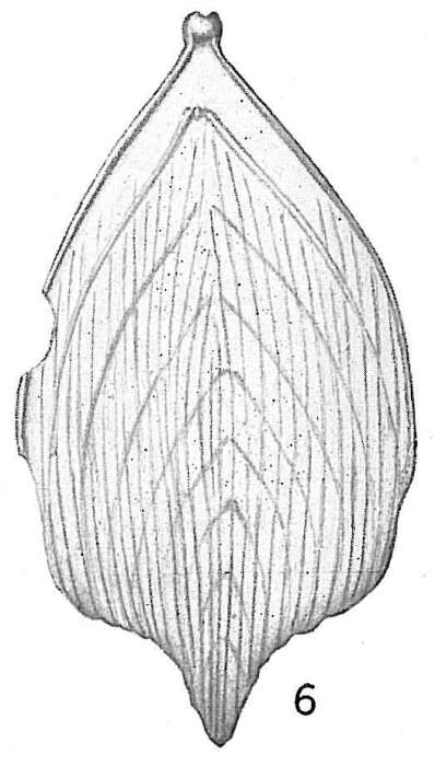 Image of <i>Frondicularia annularis</i> var. <i>longistriata</i> Cushman 1921