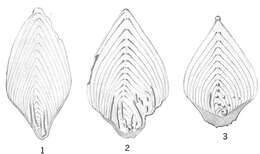 Image of Frondicularia philippinensis Cushman 1921