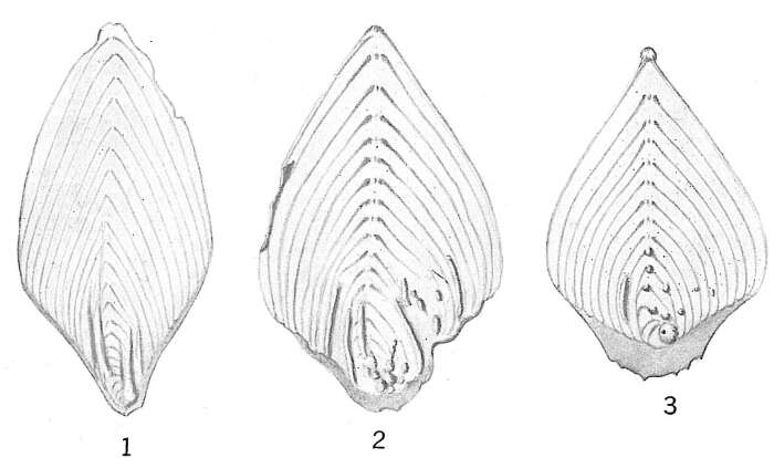 Image of Frondicularia philippinensis Cushman 1921