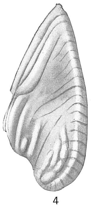 Image of Frondicularia plicata Cushman 1921