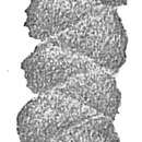 Image of Gaudryina attenuata Chapman 1902