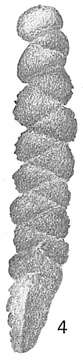 Image of Gaudryina attenuata Chapman 1902