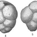 Gaudryina pauperata Earland 1934的圖片