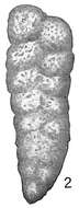 Image of Gaudryina quadrangularis Bagg 1908