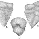 Image of Gaudryina robusta Cushman 1913