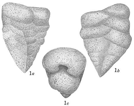 Gaudryina robusta Cushman 1913 resmi