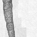 Image of Halyphysema catenulata Cushman 1912