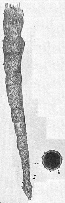 Image of Halyphysema catenulata Cushman 1912