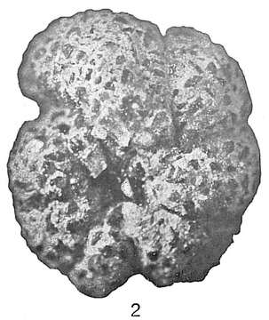 Image de Haplophragmoides grandiformis Cushman 1910