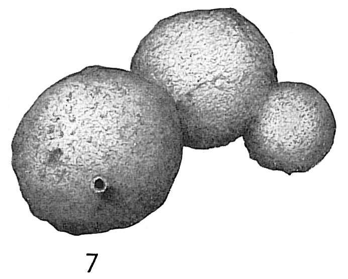 Image of Hormosina normani (Brady 1881)