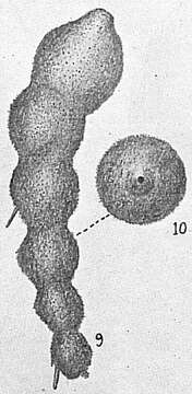 Image of Hormosina ovaliformis Cushman 1910