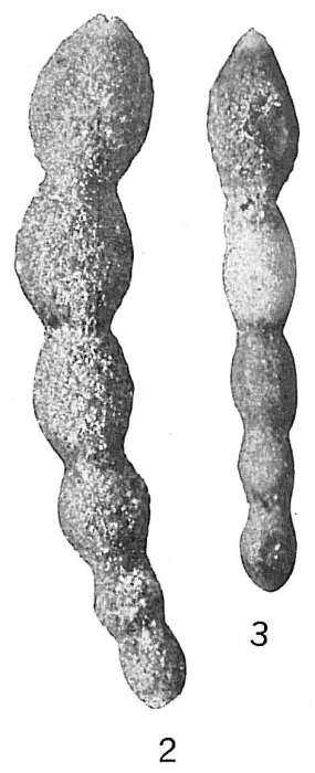 Image of Hormosina ovaliformis Cushman 1910