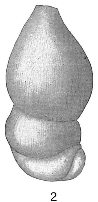 Image of Marginulina striatula Cushman 1913