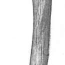 Image of Marsipella gigantea Cushman 1912