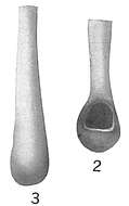 Image of Nodobacularia tibia (Jones & Parker 1860)