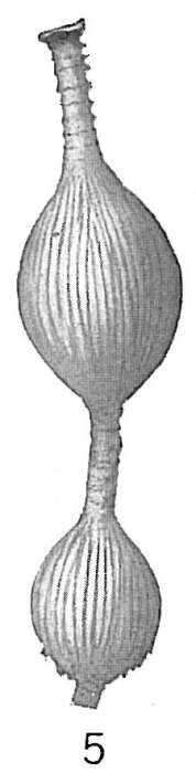 Image of Nodosaria millettii Cushman 1917