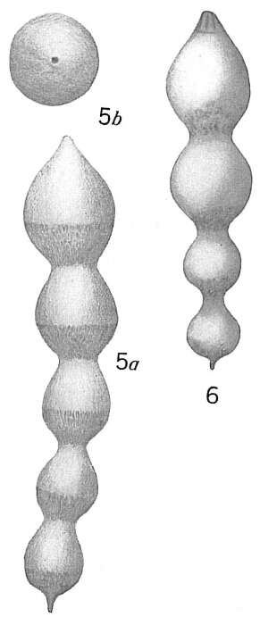 Image of Nodosaria soluta (Reuss 1851)