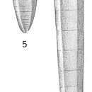 Nodosaria subpolygona Cushman 1917 resmi