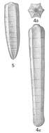 Image of Nodosaria subpolygona Cushman 1917