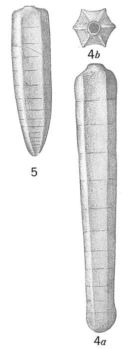 Image of Nodosaria subpolygona Cushman 1917