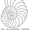 Image of Operculina bartschi var. plana Cushman 1921