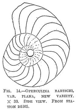 Слика од Operculina bartschi var. plana Cushman 1921