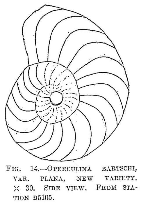 Image of Operculina bartschi var. plana Cushman 1921