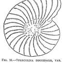 Image of Operculina discoidalis var. involuta Cushman 1921