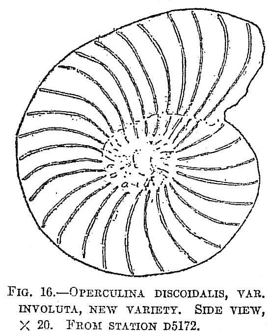Image de Operculina discoidalis var. involuta Cushman 1921