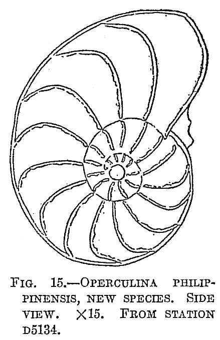 Image de Operculina philippinensis Cushman 1921