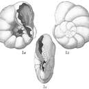 Image of <i>Pulvinulina punctulata</i> (d'Orbigny 1865)