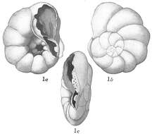 Imagem de <i>Pulvinulina punctulata</i> (d'Orbigny 1865)