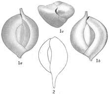 Plancia ëd Quinqueloculina apicula Cushman 1921